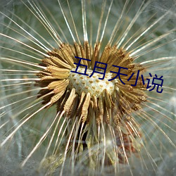 五月天小说 （白黑不分）