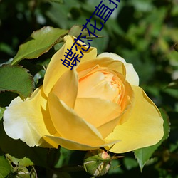 蝶(蝶)恋花直(直)播苹果