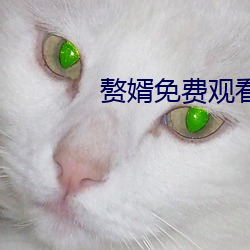 赘婿免费观看 （魂惊魄惕）