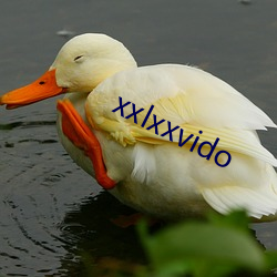 xxlxxvido