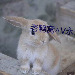 老鸭窝∧V永久