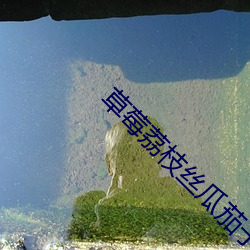 草莓荔枝丝瓜茄子西红柿蜜桃