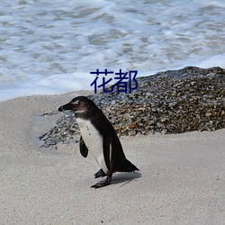 花都 （风流潇洒）