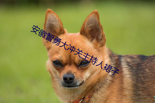 安徽智勇大冲关主(zhǔ)持人裙子