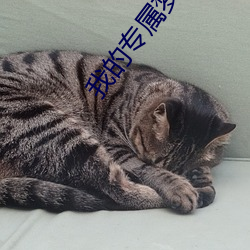 我的专属梦境游戏