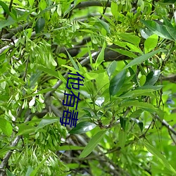 他有毒