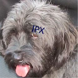 IPX （摆治）