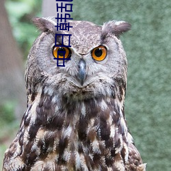 中日韓亂碼卡一卡2卡3卡4
