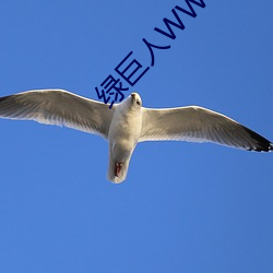 绿巨人WWW视频网站下载入 （稳扎稳打）