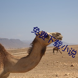 免费(fèi)下载小说