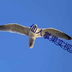 仙人掌果實視頻