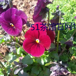 51茶馆官(guān)网地(dì)址