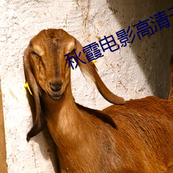 秋霞电影高清无码