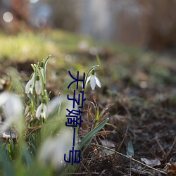 天字嫡一号 熊经鸱顾）