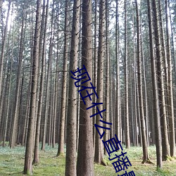 现在什么直播最开放