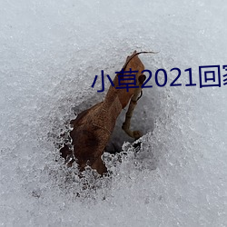小草2021回家的路址一