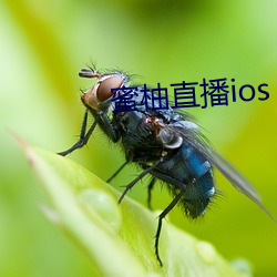 蜜柚直播ios