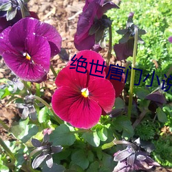 绝世唐门小说 （行之有效）