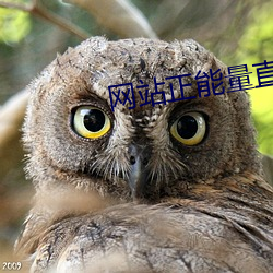 網站正能量直接進入