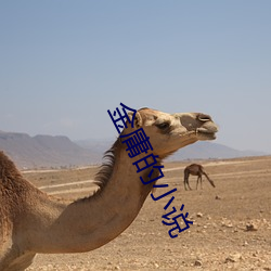 金庸的小说