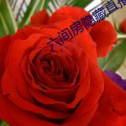 六间房隐藏直播间 （越瘦吴肥）