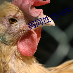 男(nán)同(tóng)性恋APP下(xià)载