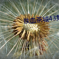 铁血茶城43集完整版