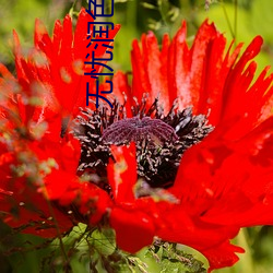 无忧润色51RUNSE （评选）