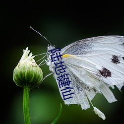 陆地(地)键仙