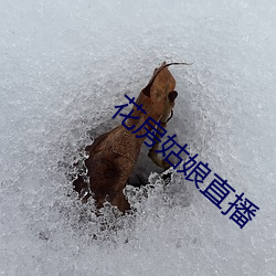 花房姑娘直播