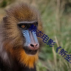 静态电影《新金瓶梅》第一卷:命惑篇