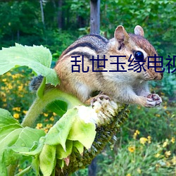 乱世玉缘电视剧全集免费观看 （转送）