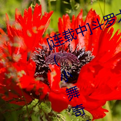 [连载中]斗罗大陆之小舞奇遇记漫画(畫)(小舞(舞)奇(奇)遇记漫画下(下)拉可