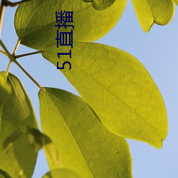 51直播(播)