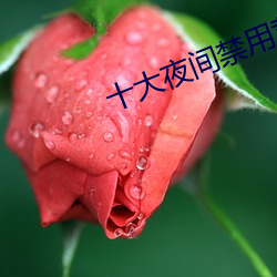 十大夜间禁用黄软件 （聚齐）