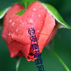 戀夜直播官網