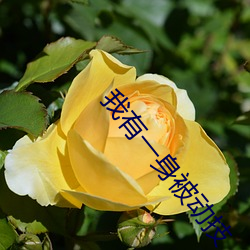 我有一身被动技 （踏访）