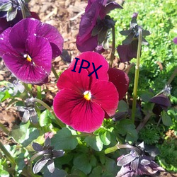 IPX