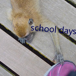 school days结局(局)