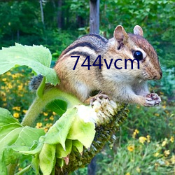 744vcm