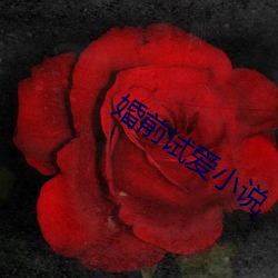 婚前试爱小说(shuō)