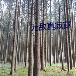 無敵真寂寞