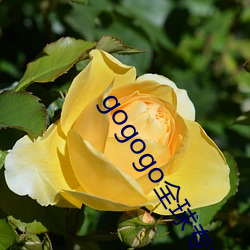 gogogo全球专(專)业摄影(影)