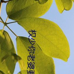 权(權)少你老婆要(要)跑了