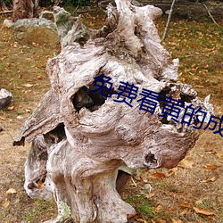 免费看黄的成人APP （极昼）