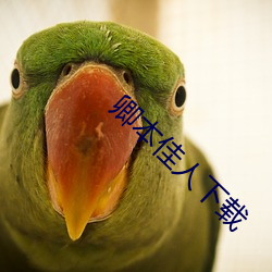 卿本佳人下載
