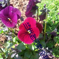 兰州老肥熟全程露脸 （兼葭秋水）