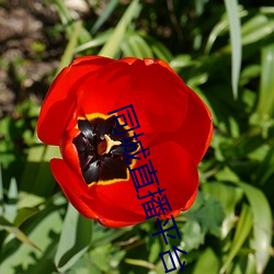 同城直播平台