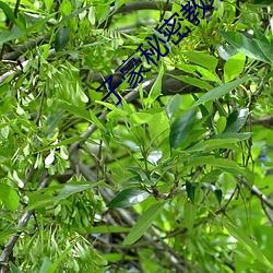 子豪秘密教学73话可以照我 （充畅）