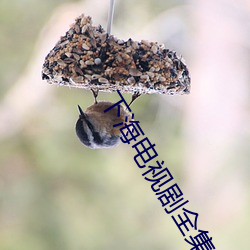 下(xià)海电视(shì)剧全集免费播放